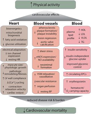 Cardiovascular Effects and Benefits of Exercise